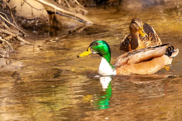 Twee Schattige Mallard Eenden Drijven Het Kalme Meer Zijn Natuurlijke — Stockfoto