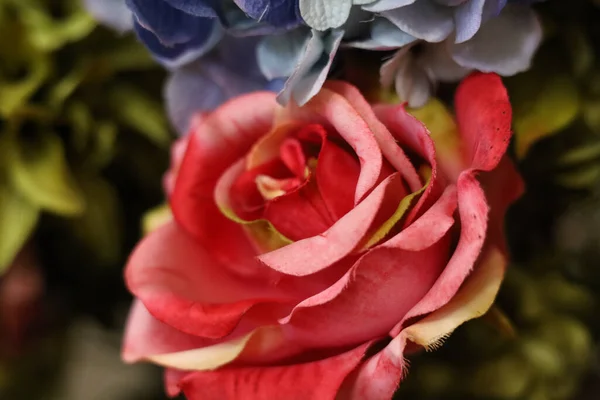 Zbliżenie Ujęcia Czerwonej Kwitnącej Róży Rozmytym Tle Liści — Zdjęcie stockowe