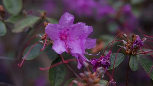 Romarin Sauvage Fleurs Vibrantes Sur Fond Flou — Photo