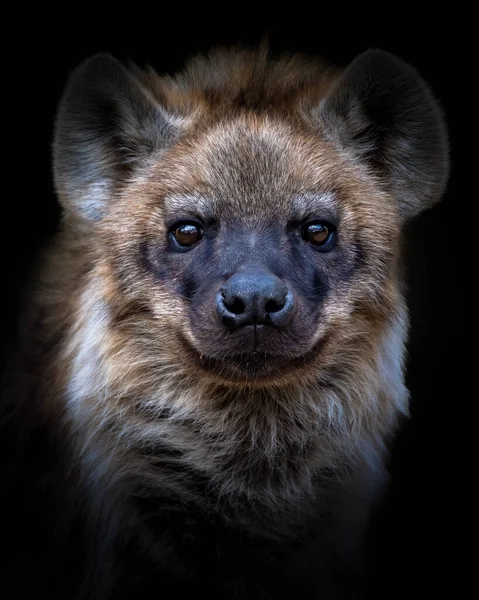 Detailní Záběr Hlavy Hyeny Černém Izolovaném Pozadí — Stock fotografie