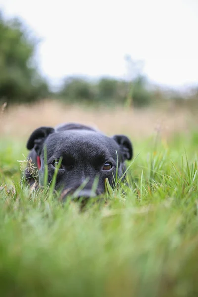 一只狗在草地后面看着摄像机的垂直镜头 — 图库照片
