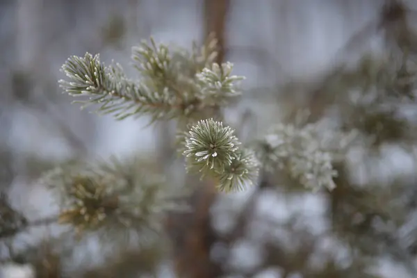 Gros Plan Une Branche Pin Avec Des Aiguilles Dans Forêt — Photo