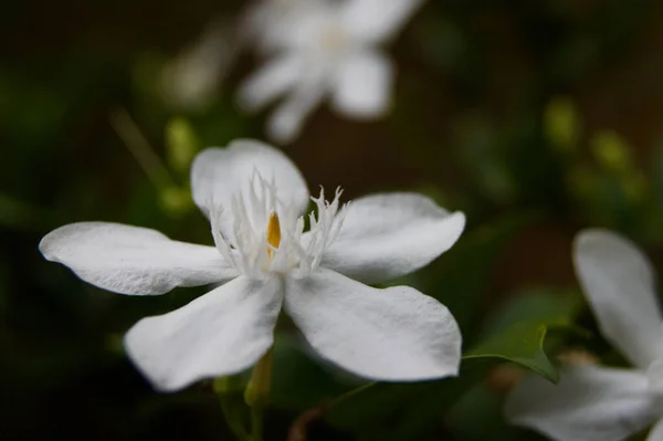 Close Shot White Blossomed Jasmine Flower Blurred Background — Stock Photo, Image