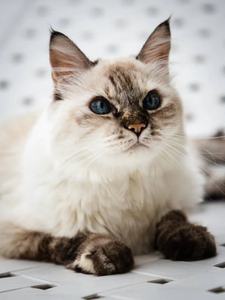 床に横たわる茶色の鼻と足を持つ白い猫の垂直クローズアップ肖像画 上を見上げます — ストック写真