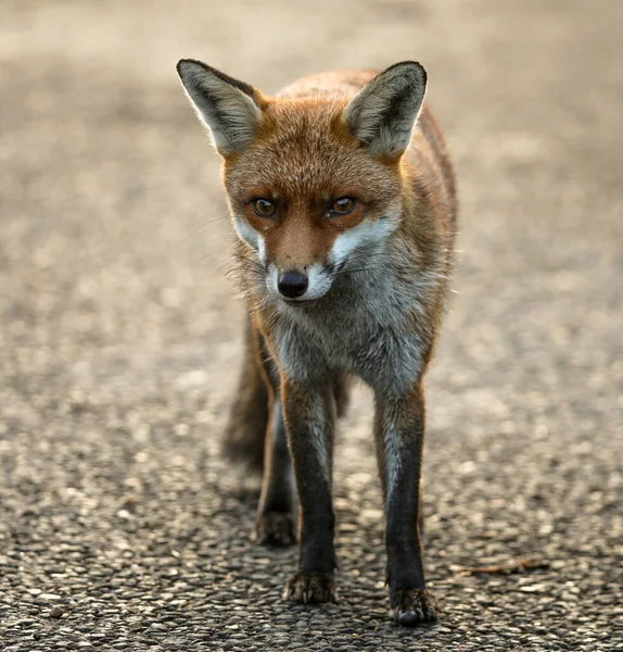 Uroczy Japoński Red Fox Rozmytym Tle — Zdjęcie stockowe