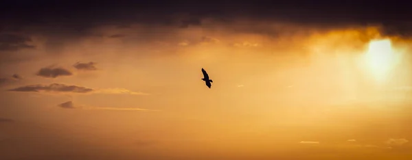 Una Puesta Sol Amarilla Con Pájaro Negro Volador Fondo Noruega —  Fotos de Stock