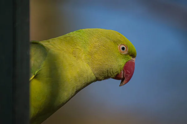 Een Roos Geringde Papegaai Een Wazige Achtergrond — Stockfoto