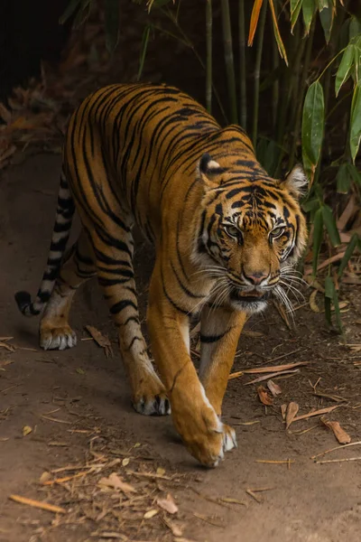 Een Selectieve Focus Shot Van Een Tijger Lopend Een Bamboe — Stockfoto