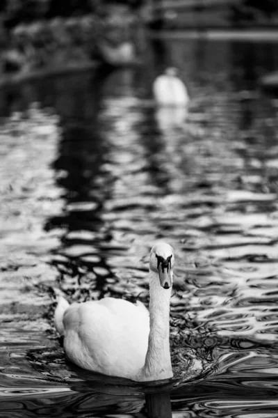 Vertical Shot White Swan Peacefully Swimming Lake Blurred Background — Stock Photo, Image