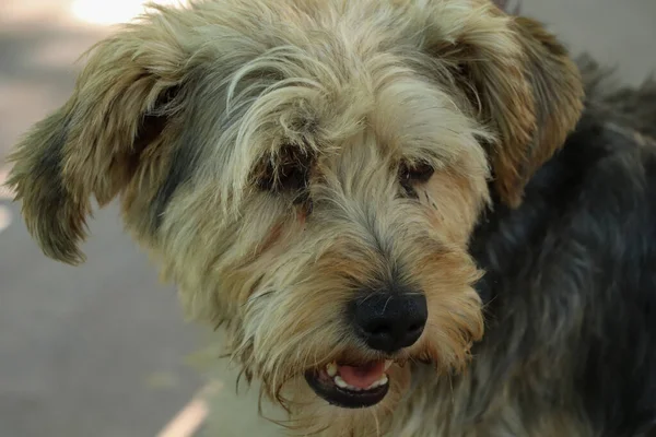 Close Shot Cute Sapsali Dog Face — Stock Photo, Image