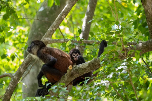 Güneşli bir günde, ormandaki büyük bir ağaç dalında oturan iki maymunun güzel bir fotoğrafı.