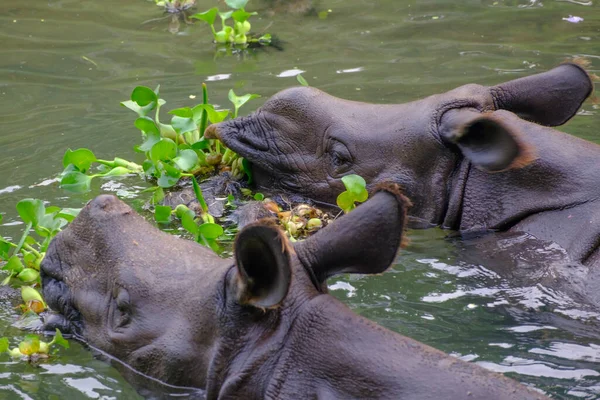 Rapti Nehri Nde Yiyen Iki Hint Gergedanı Chitwan Ulusal Parkı — Stok fotoğraf