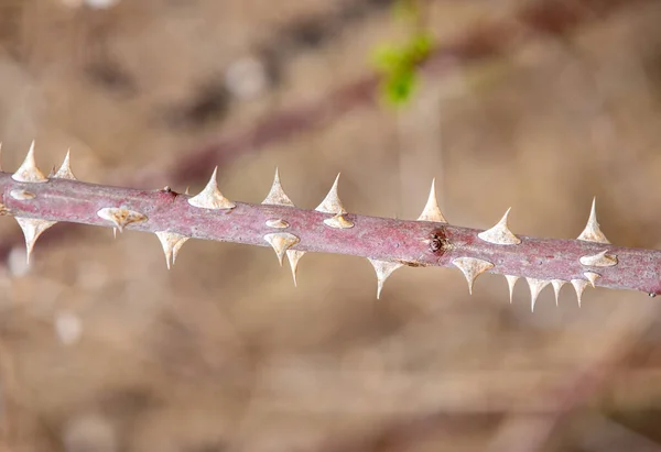 Zbliżenie Kolczastą Łodygą Rosa Canina — Zdjęcie stockowe