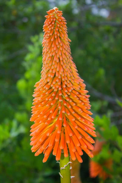 Disparo Vertical Una Flor Cuchilla Que Crece Jardín —  Fotos de Stock