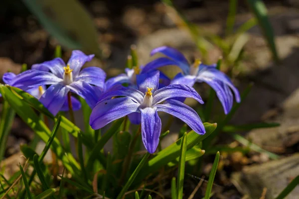 Primer Plano Flores Iris Púrpura — Foto de Stock