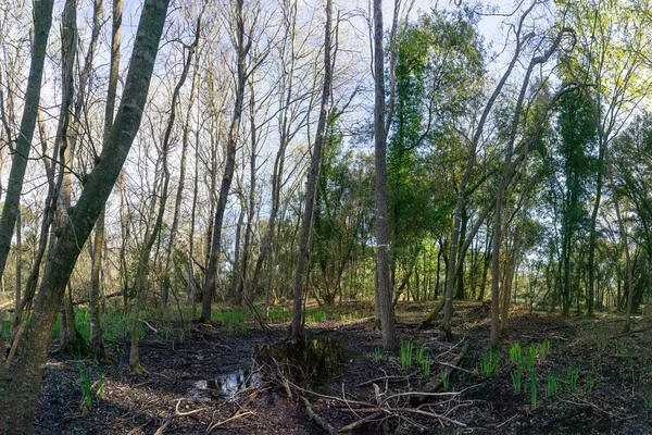 Malebný Park San Rossore Provincii Pisa Toskánsko Itálie — Stock fotografie