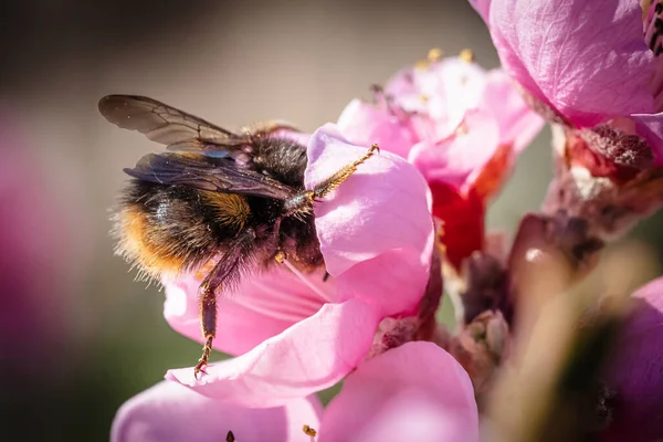 Ένα Κοντινό Πλάνο Μιας Μέλισσας Που Πλησιάζει Λουλούδια Της Ροδακινιάς — Φωτογραφία Αρχείου