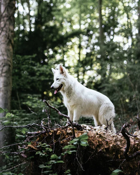 Osamělý Vlk Melvillova Ostrova Kráčející Stezce Lese — Stock fotografie
