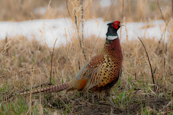 Close Shot Ring Necked Pheasant Grass — Stock Photo, Image