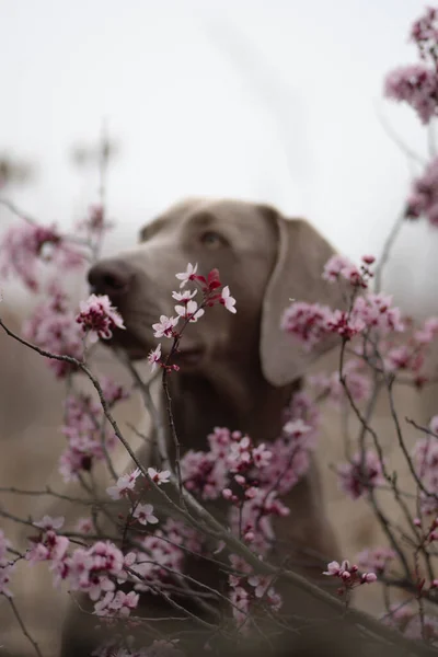Eine Selektive Fokusaufnahme Eines Entzückenden Weimaraner Hundes Der Nähe Eines — Stockfoto