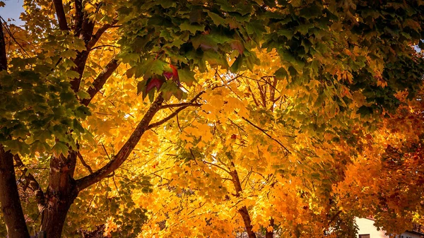 Uma Floresta Belas Cores Outono — Fotografia de Stock