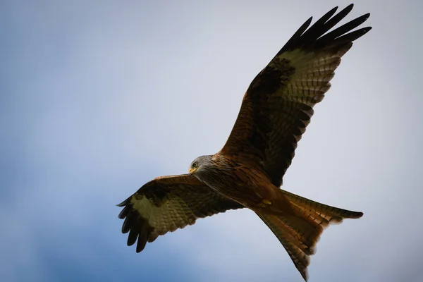 Scenic View Red Kite Flying Cloudy Sky Rhayader Wales — Stock Photo, Image