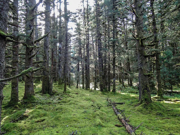 Alaska Kodiak Forest Growing High Spruce Trees — Stock Photo, Image