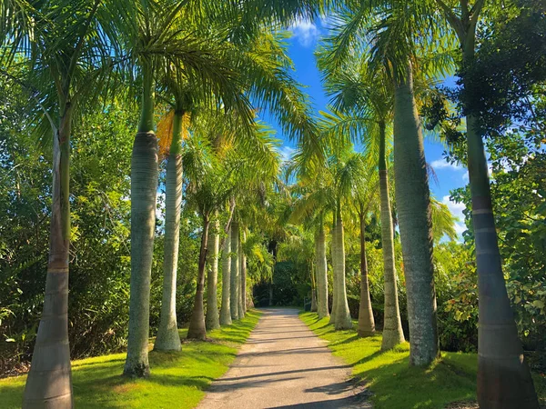 Pathway Surrounded Tropical Trees Park — Stock Photo, Image