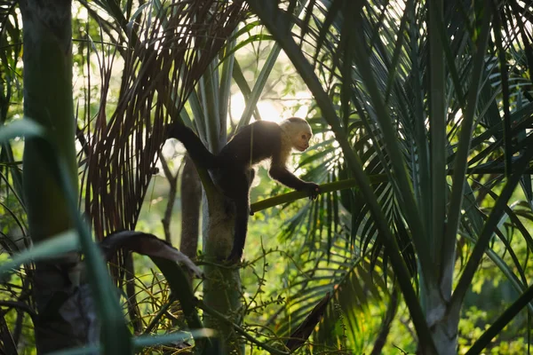 Selective Focus Shot Capuchin Monkey Tree — Stock Photo, Image