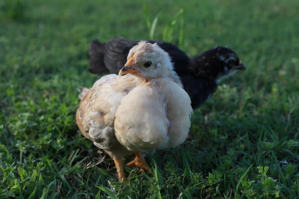 Two Baby Chicks Stand Grass One Regal Center Facing Camera — Stock Photo, Image
