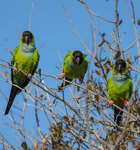 Zdjęcie Trzech Nanday Conures Spoczywających Drzewie Zielone Papugi Fort Soto — Zdjęcie stockowe