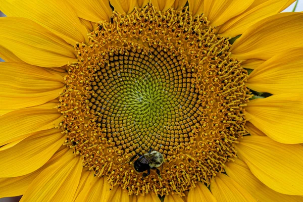 Gros Plan Petit Insecte Sur Tournesol Jaune — Photo