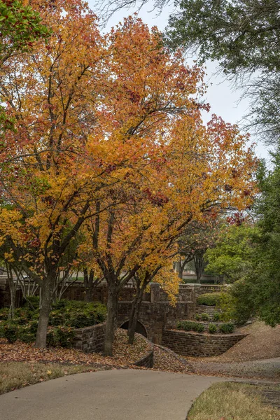 Una Bella Foto Alberi Colorati Durante Autunno Mckinney Texas — Foto Stock