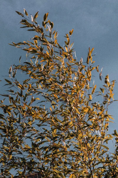 Eine Vertikale Aufnahme Gelber Baumblätter Auf Blauem Himmelshintergrund — Stockfoto