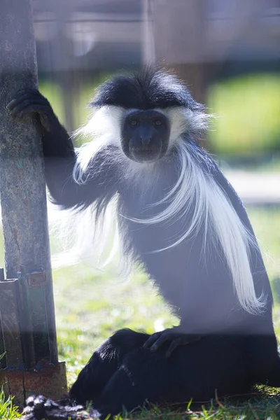 Vertical Portrait Monkey Outdoors Sunny Day — Stock Photo, Image