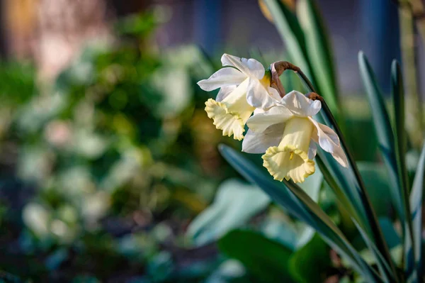 庭に美しい白い水仙の花 自然の美しさ — ストック写真