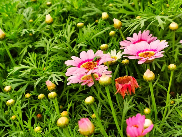 Zbliżenie Ujęcie Marguerite Stokrotki Kwitnące Ogrodzie — Zdjęcie stockowe
