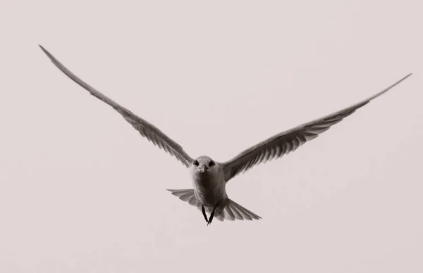 Una Gaviota Volando Cielo Blanco Con Alas Extendidas —  Fotos de Stock