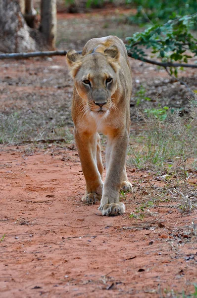 Vertical Shot Young Lioness Conservation Area Victoria Falls Zambia Africa — Stock Photo, Image