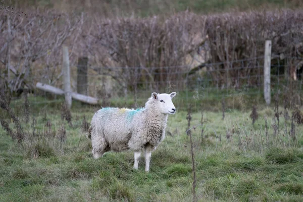 Uma Ovelha Branca Texel Atrás Uma Cerca Com Fio Campo — Fotografia de Stock