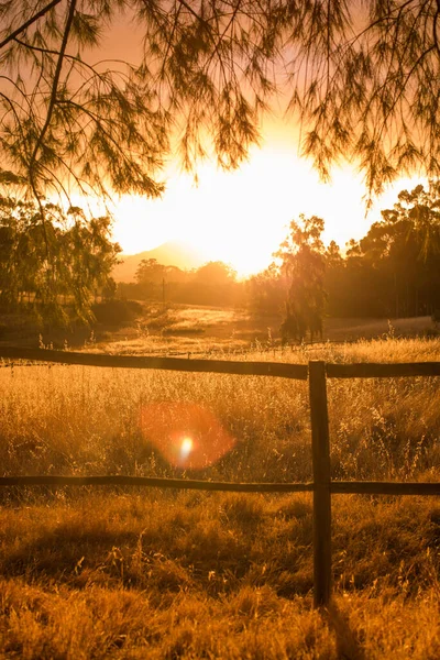 Hierba Larga Dorada Cultivada Campo Contra Fascinante Cielo Del Atardecer — Foto de Stock