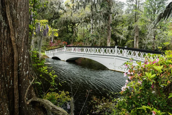 Most Nad Rzeką Ashley Magnolia Plantation Gardens Charleston Usa — Zdjęcie stockowe