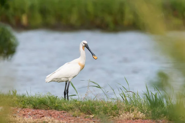 Enfoque Selectivo Pájaro Carey Blanco Euroasiático Frente Lago Bosque — Foto de Stock