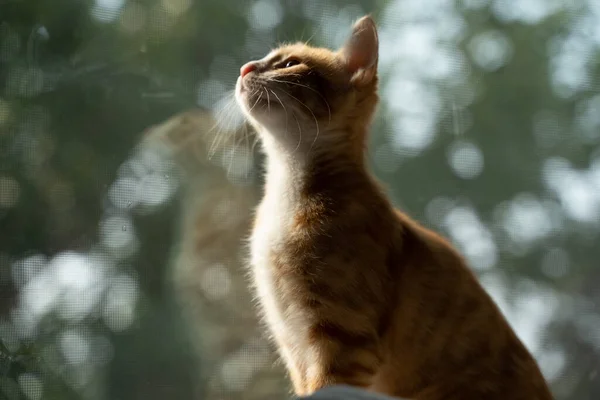 Nahaufnahme Einer Braunen Katze Die Fenster Sitzt — Stockfoto