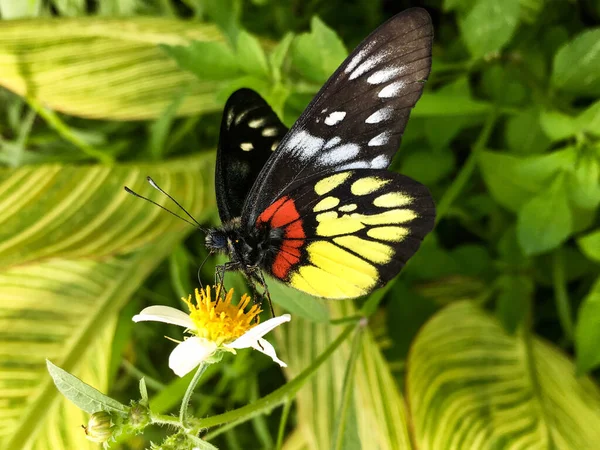 Eine Selektive Fokusaufnahme Des Schmetterlings Delias Pasithoe Auf Einer Blume — Stockfoto