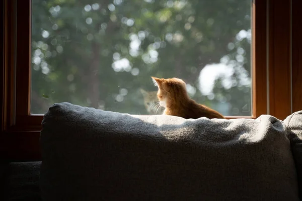 Primer Plano Gato Marrón Sentado Cerca Ventana — Foto de Stock