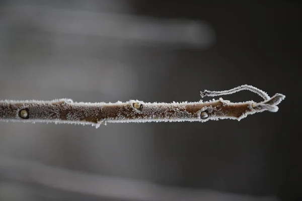 Detailní Záběr Větve Rosou Rozmazaném Pozadí — Stock fotografie