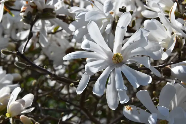 Amalienborg, Kopenhag, Danimarka 'da güneşin altında canlı beyaz manolyalar