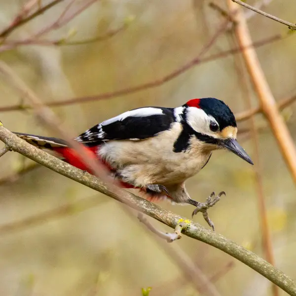 Bulanık bir arkaplanda bir ağaca tünemiş büyük benekli ağaçkakanın yakın plan çekimi.