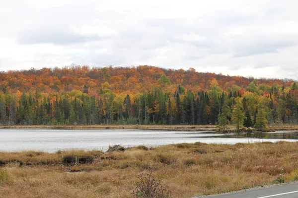 Gros Plan Lac Avec Une Forêt Arrière Plan — Photo